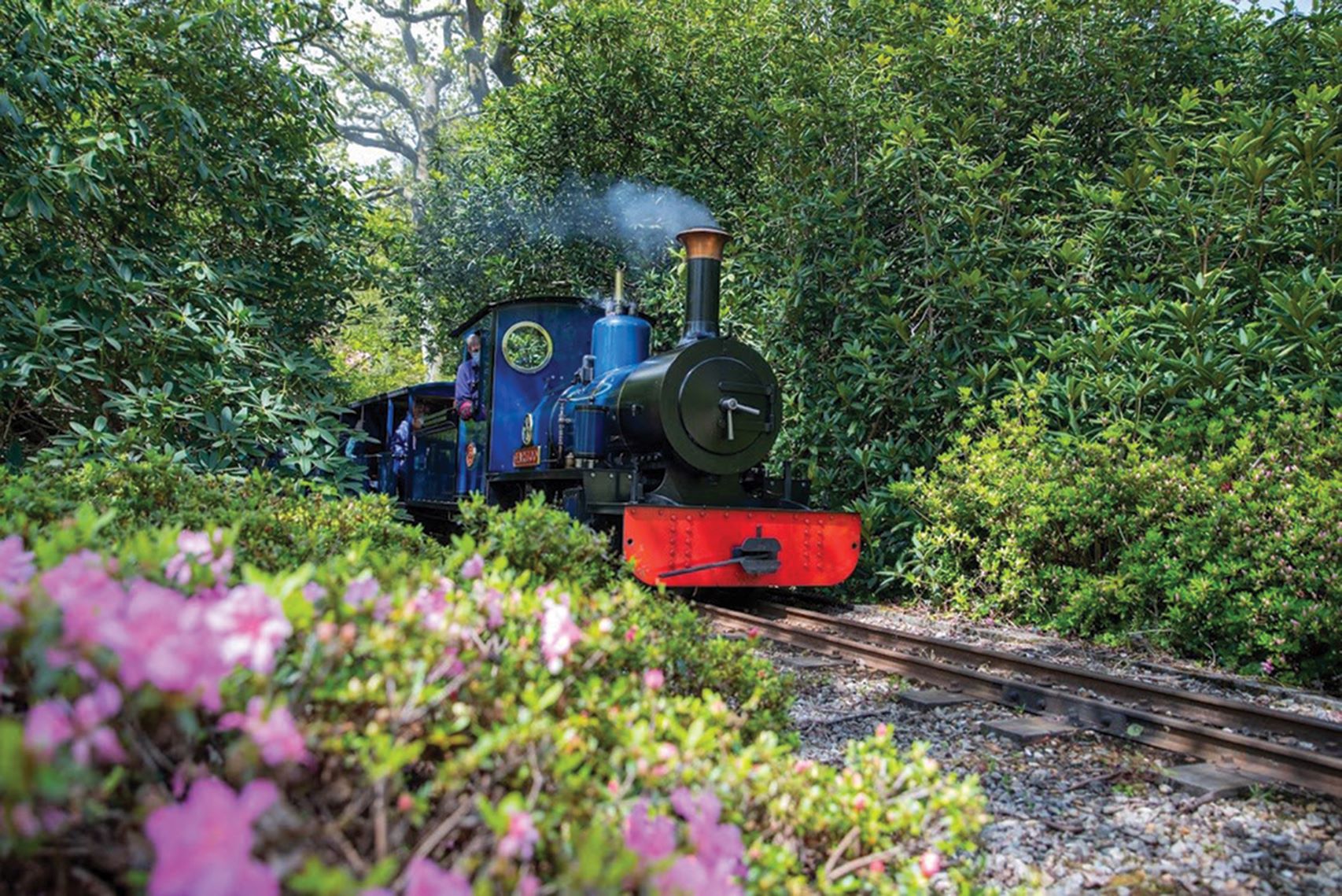 CRUISE & STEAM THROUGH THE NEW FOREST